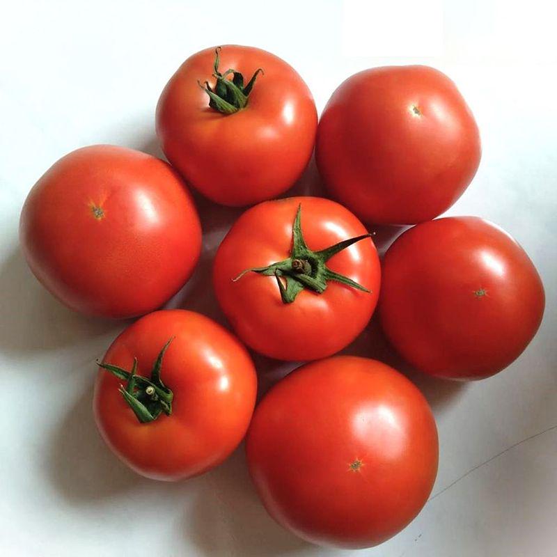 Насіння Томат Індетермінантний Rijk Zwaan ALASIA F1 100 шт. (14102452)