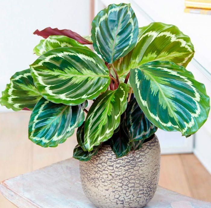 Комнатное растение в горшке Калатея Медальон (28003364) - фото 2 Комнатное растение в горшке Калатея Медальон (28003364) - фото 2