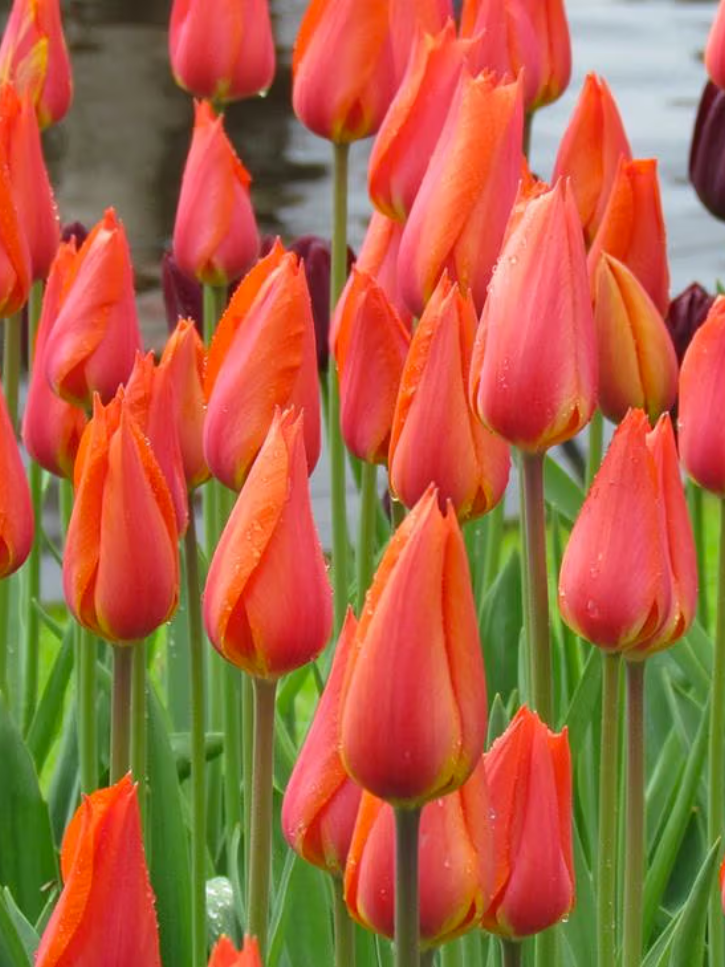 Луковицы цветов Тюльпани Temple of Beauty 2 шт. (4068)
