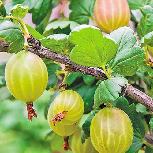 Саджанець Аґрус Княжич середній термін дозрівання (177999) Саджанець Аґрус Княжич середній термін дозрівання (177999)