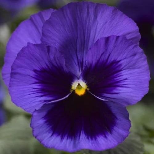 Семена цветов Виола Delta Pro F1 Deep Blue with Blotch Syngenta 25 шт. (BN12393-4)
