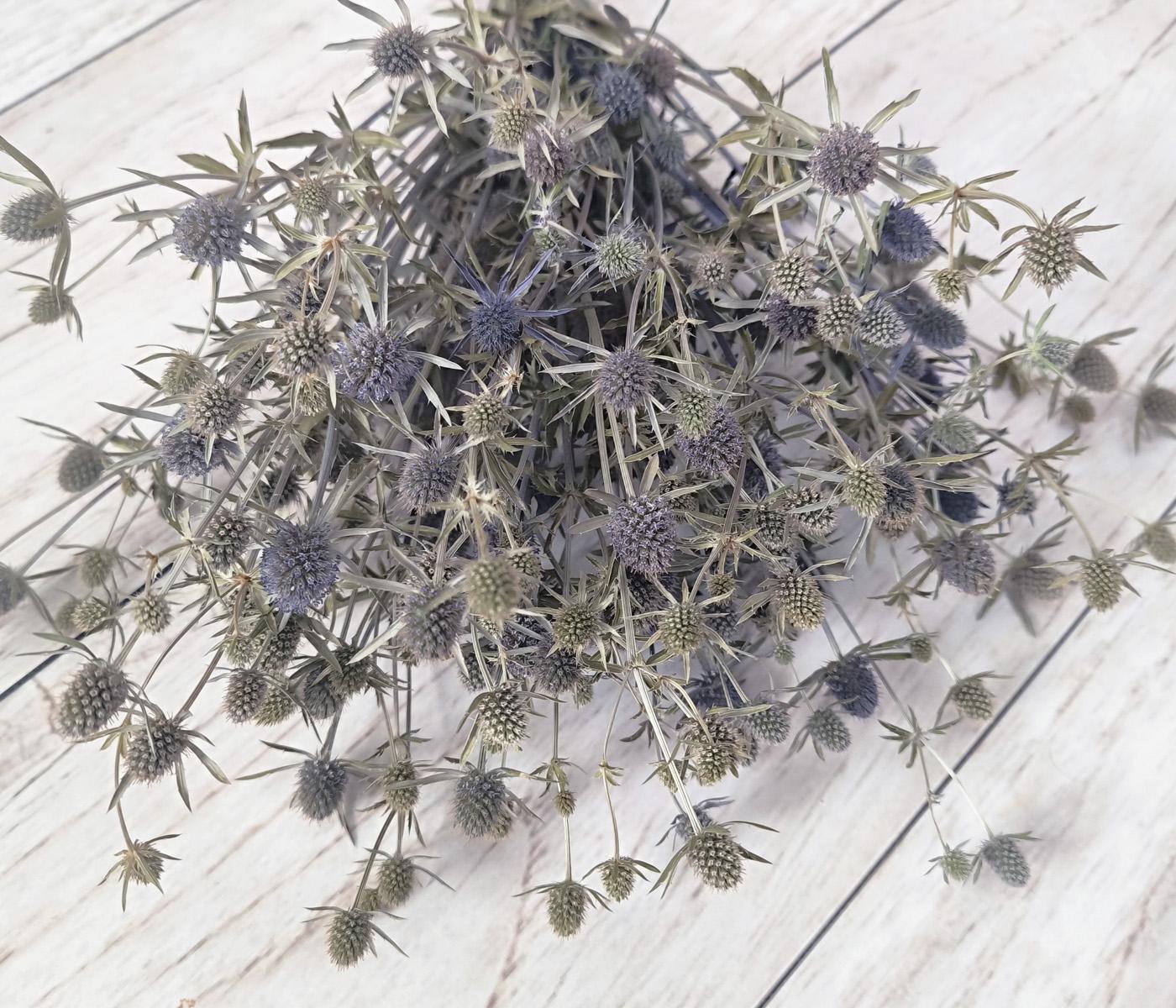 Сухоцвіт синьоголовник 20 гілочок (2674984757)