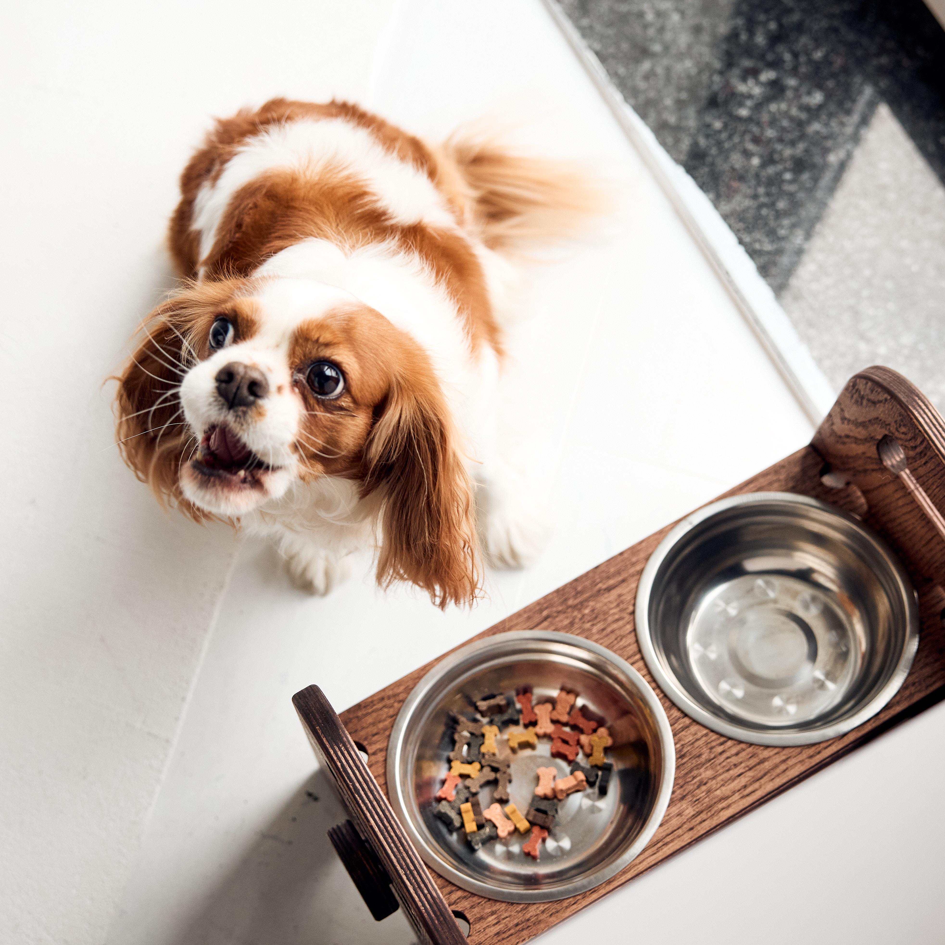 Миска на подставке для кота собаки OrganicSchef из нержавеющей стали двойная Flex 30х39х18 см 0,6/0,6 л Коричневый/Венге (811633332222) - фото 3 Миска на подставке для кота собаки OrganicSchef из нержавеющей стали двойная Flex 30х39х18 см 0,6/0,6 л Коричневый/Венге (811633332222) - фото 3