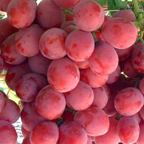 Саджанець Виноград Ринковий Red Globe сорт для тривалого зберігання (48836)