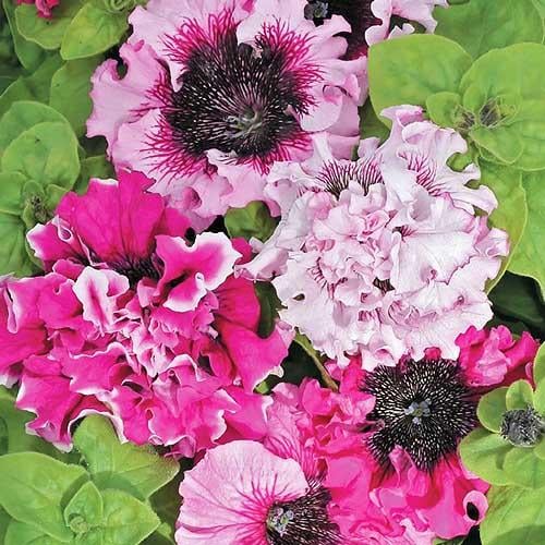 Семена Петуния Florium Черниго Триумф F1 (6220)