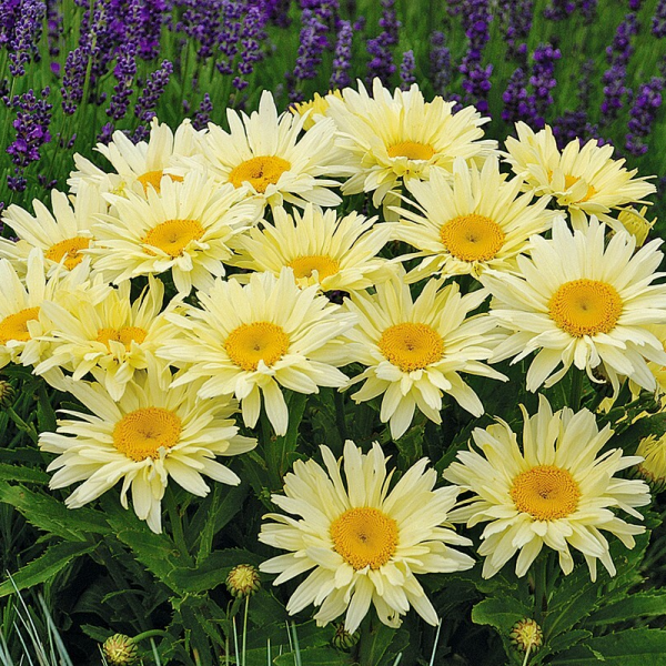 Квіти Леукантемум Banana Cream Yellow напівпродукт (2666654709)