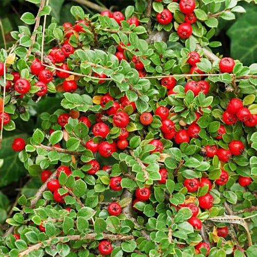 Кизил Floriumьник Florium Miranda (18069)