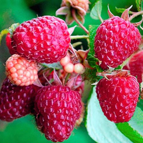 Сажанец Малина Полана укорененная в контейнере ремонтантный сорт (182755)