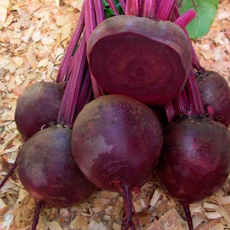 Семена Свекла Ред Бул профессиональные ТД Гекса-Украина 01-19-022 5 г (IR01151)