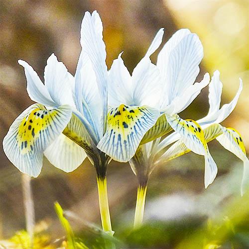 Ирис Florium Katharine Hodgkin (8159)