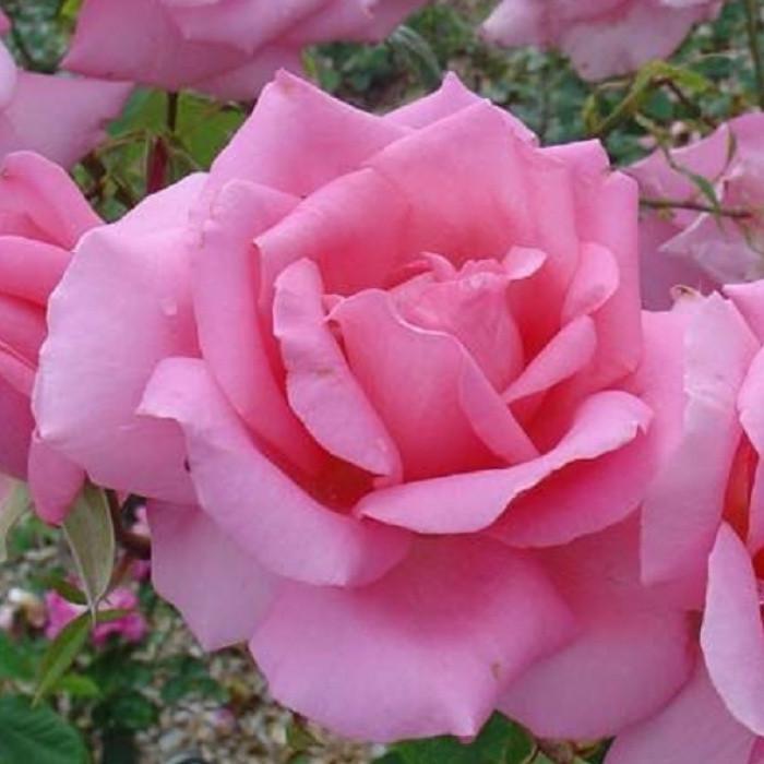 Роза Jardins de Villandry Чайно-гибридная в контейнере (2669458531)