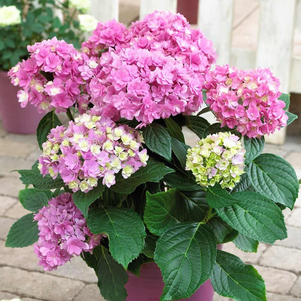 Саджанець гортензії крупнолистної Hydrangea macrophylla You and Me Together Р9 (1531678964)