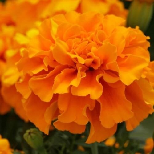 Семена цветов Floranova Бархатцы гибрид Zenith Deep Orange 50 шт. (BN07955-3)