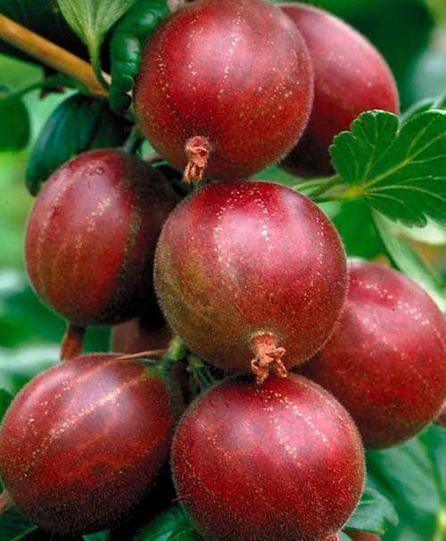 Сажанец LMTD Крыжовник на штамбе Red planet вазон С2 (184314) Сажанец LMTD Крыжовник на штамбе Red planet вазон С2 (184314)