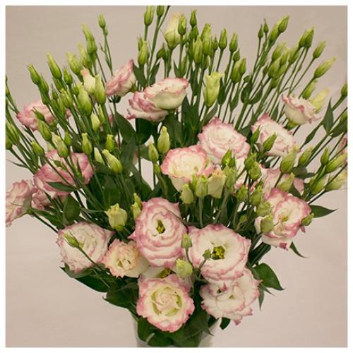 Семена цветов Эустома Лизиантус Aube 3 Pink Picotee Sakata 1000 шт. (BN10360)