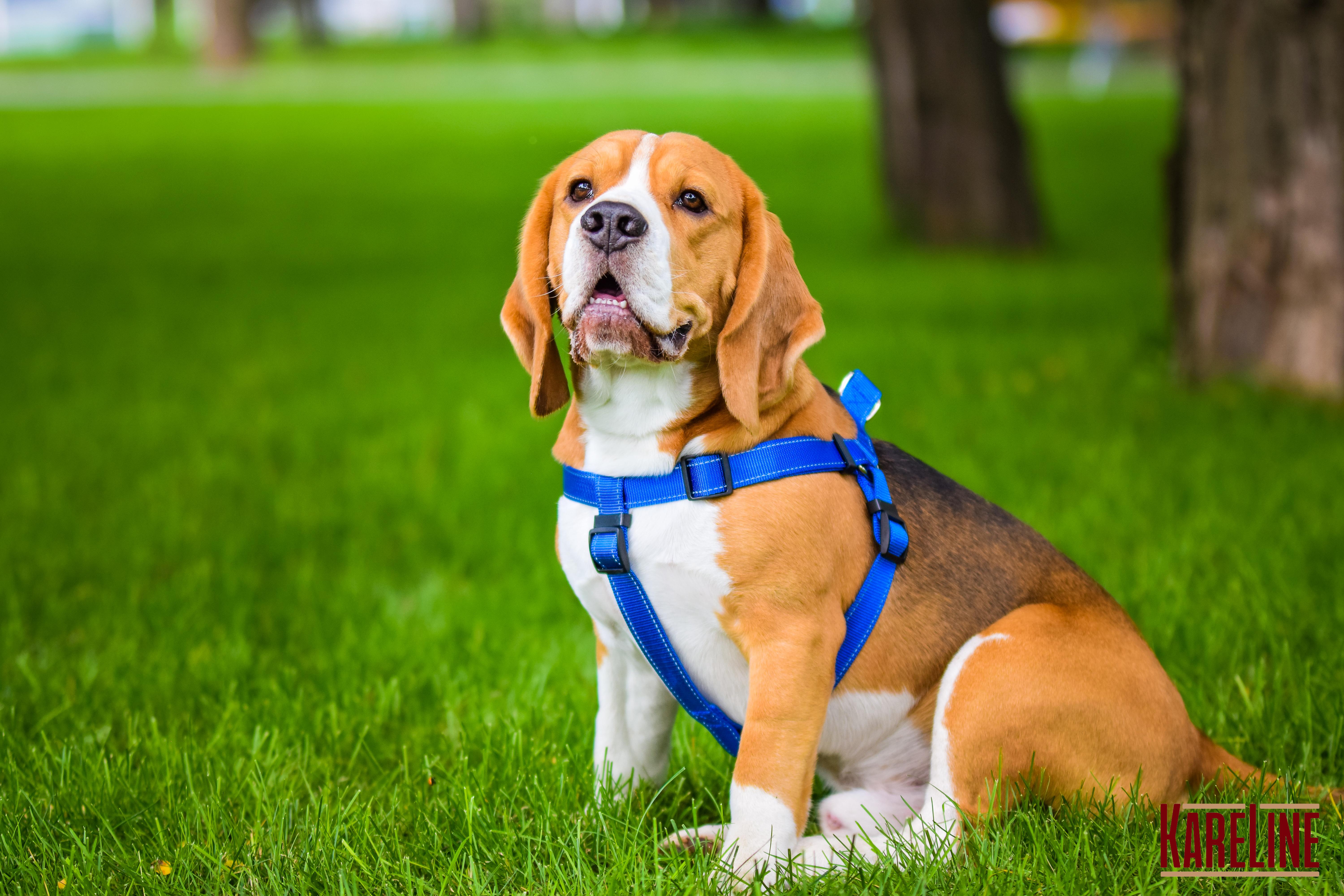 Шлея KareLine из нейлона с пластиковой пряжкой 10 мм А:240-300 мм В:260-400 мм Синий (0861/7) - фото 9