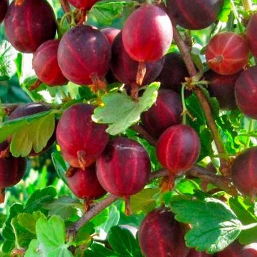 Саджанець Аґрус безшипний Командор середньо-ранній термін дозрівання морозостійкий сорт (176954)