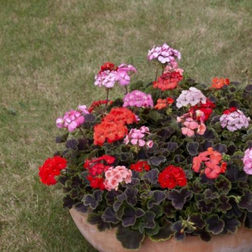 Семена цветов Floranova Пеларгония Horizon Shadow Mix 250 шт. (BN10977-2)