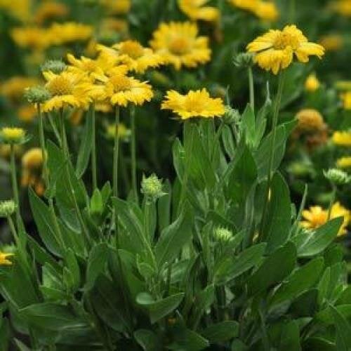 Семена цветов Гайлардия крупноцв MESA YELLOW (BN04270)