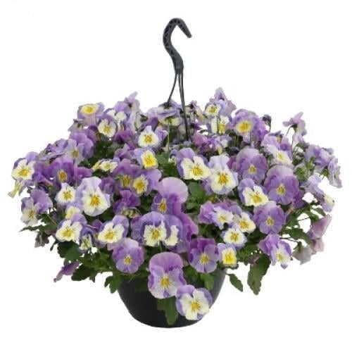 Насіння квітів Віола ампельна Highflyer F1 Light Violet Shades Benary 25 шт. (BN12300-3)
