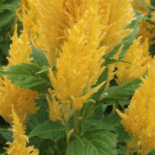 Семена цветов HemGenetics Целозия перистая Arrabona Yellow 50 шт. (BN12456-3)