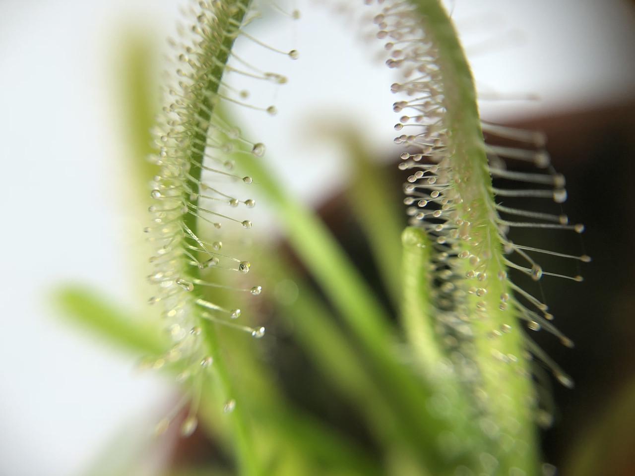 Рослина хижак росичка Капська AlienPlants Drosera Capensis (SUN0011CP) - фото 3