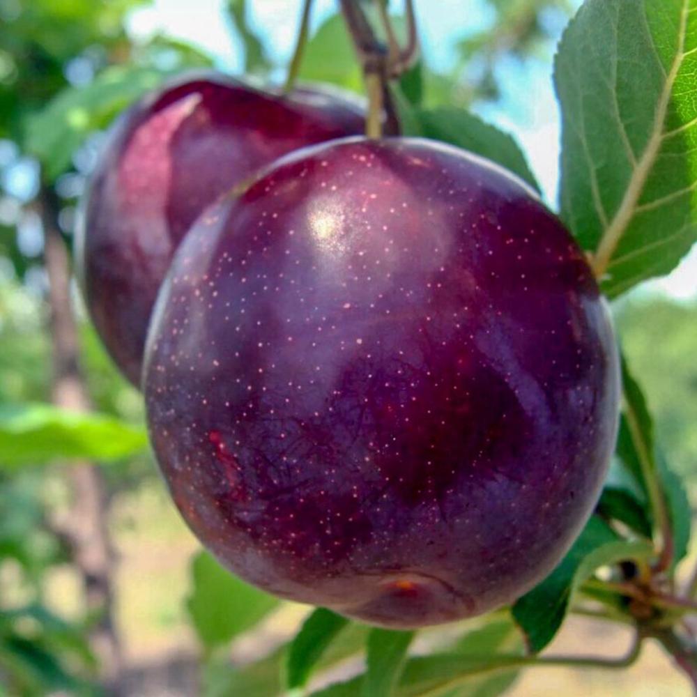 Саженец диплоидной сливы Анжелина 2-летний (14965675)