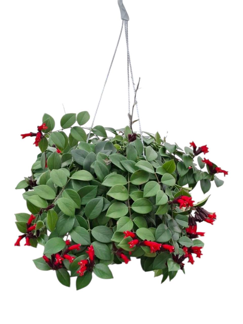 Есхінантус (32520758) Есхінантус (32520758)