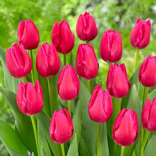 Тюльпан Florium Pink Ardour 20 шт. (18585)