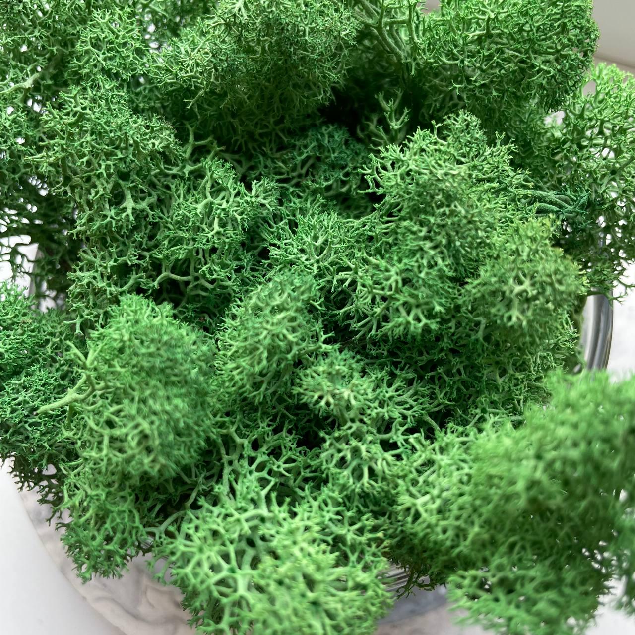 Мох стабілізований норвезький ягель 2 кг Темно-зелений (27321107) - фото 5