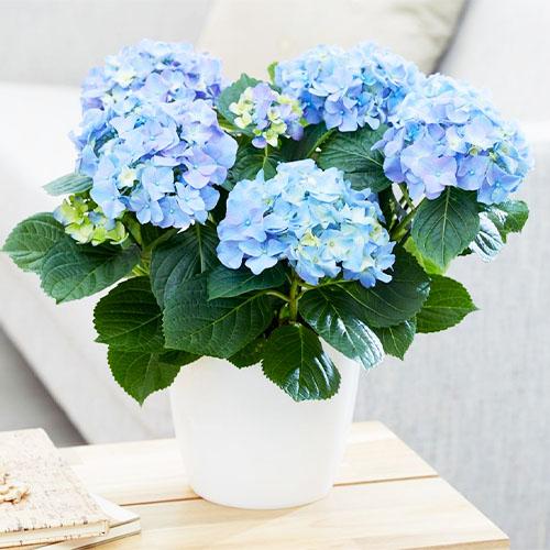 Гортензия Florium Early Blue (12520)