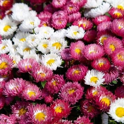 Семена цветов Floranova Маргаритка Bam Bam Formula Mix 25 шт. (BN10524-4)