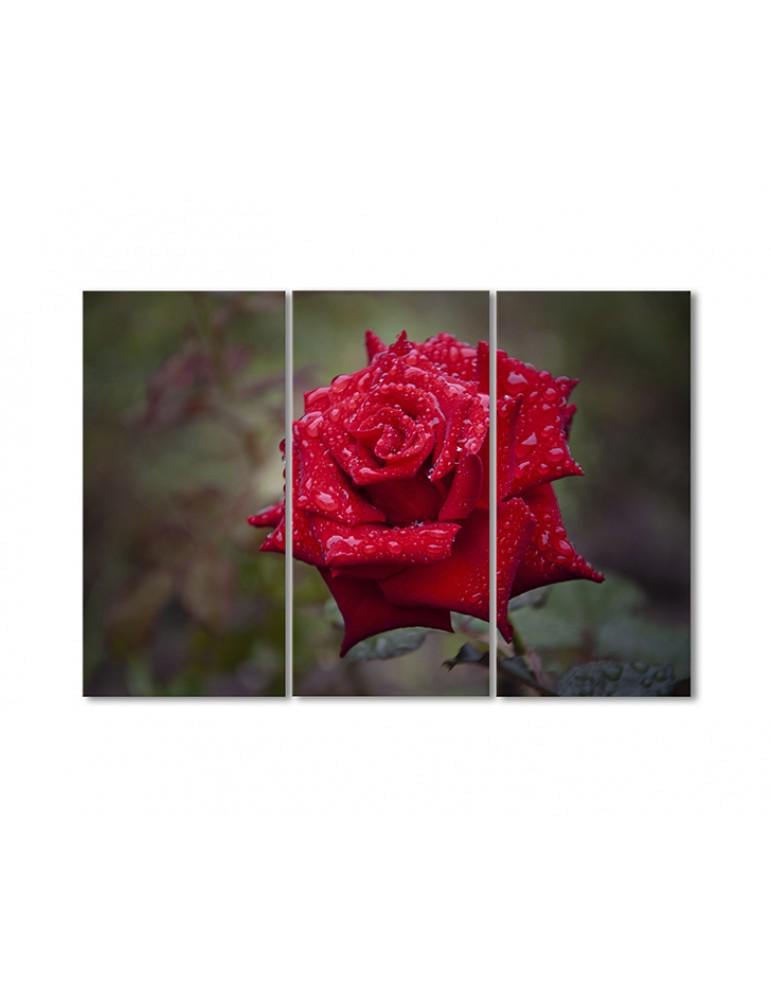 Картина модульная Роса на красной розе 3 модуля 80x120 см
