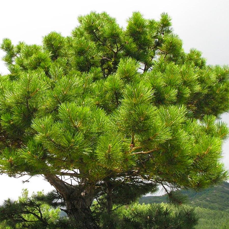 Саженец сосны Палласа Крымская Pinus pallasiana Р9 (645194797)