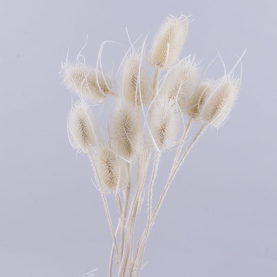 Сухоцвет чертополох cardi palustri Белый (3042-3) Сухоцвет чертополох cardi palustri Белый (3042-3)