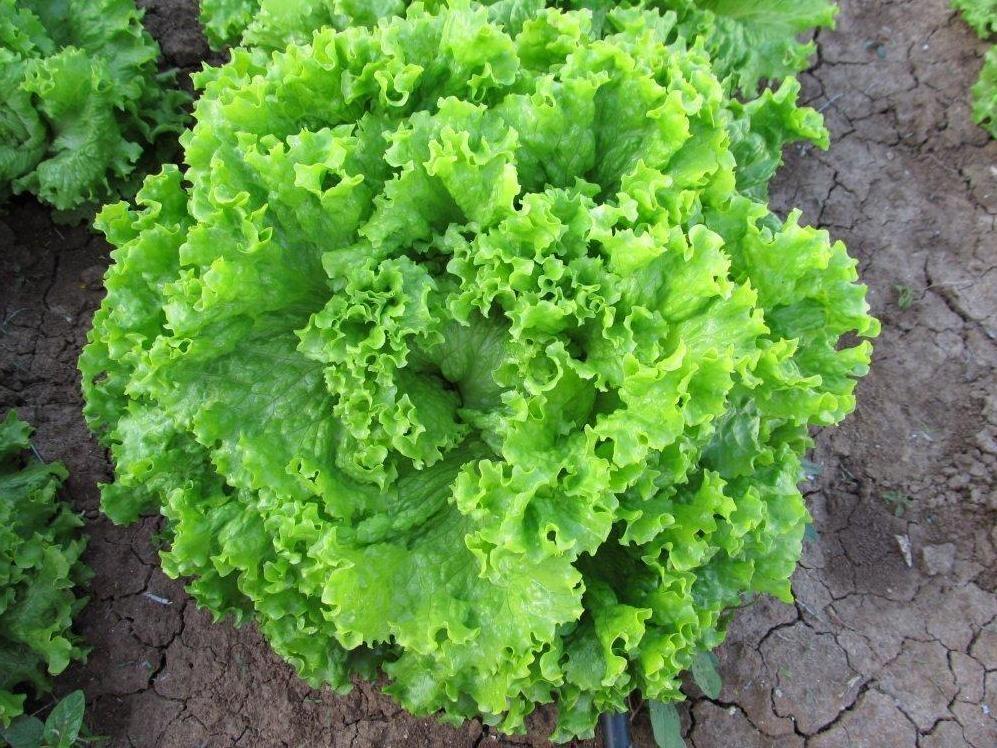 Насіння Салат Лолло Біондо Левістро ТД Гекса-Україна 01-26-025 1000 шт. (IR01591)