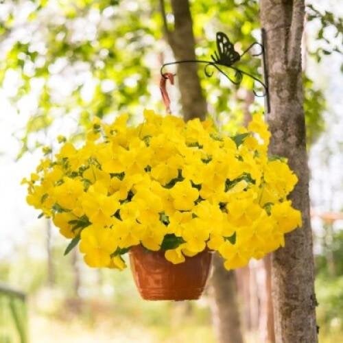 Семена цветов Виола ампельная Highflyer F1 Yellow Benary 5 шт. (BN12302-4)