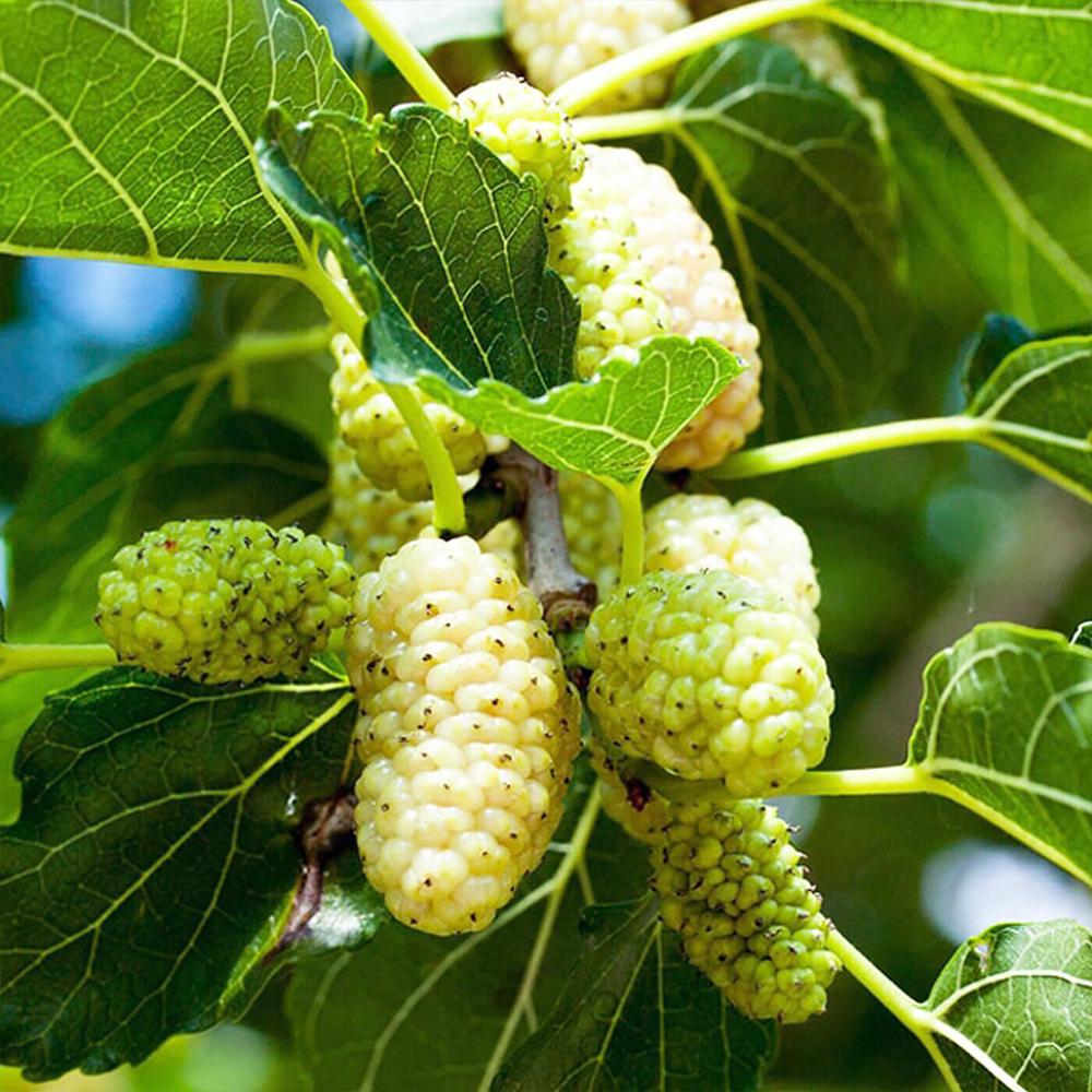 Саженец шелковицы Стамбульская белая 2 летний (14966081)