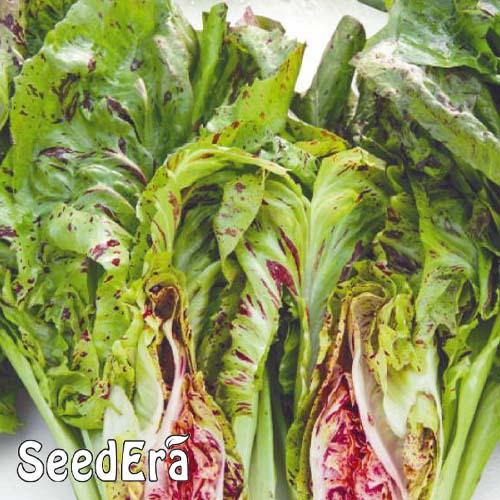 Семена Цикорій Florium листовий Щербет (16914)