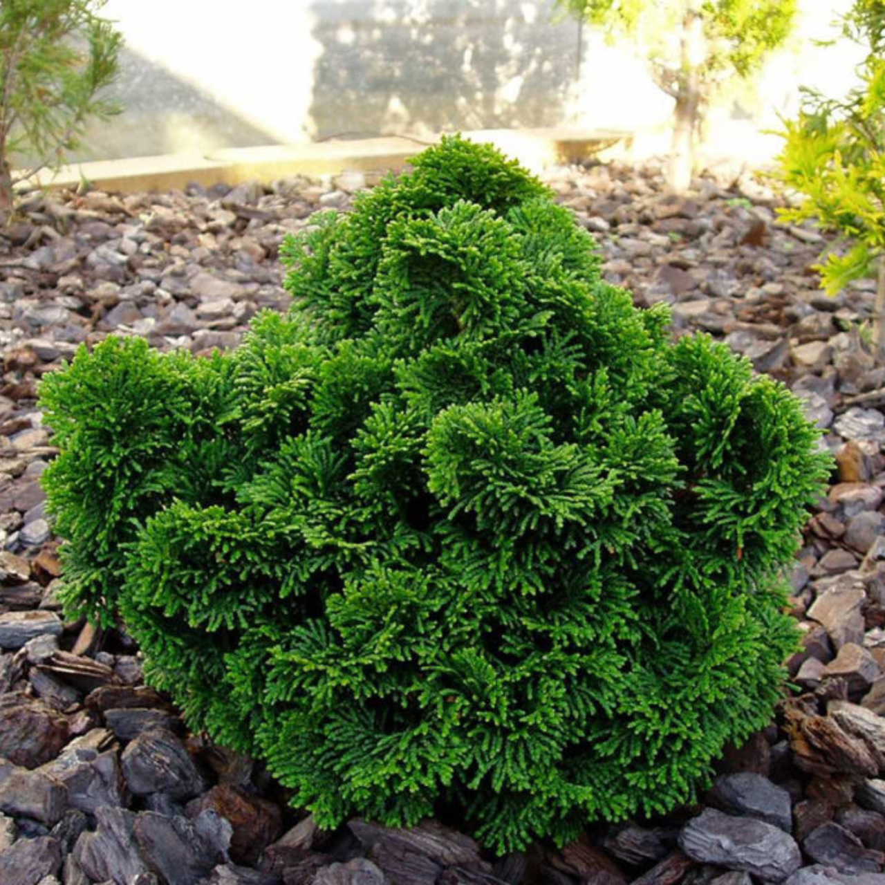 Кипарисовик тупой Нана Грацилис С5 (2669429275) - фото 2