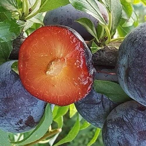 Сажанец Слива Лэри Энн (39991)