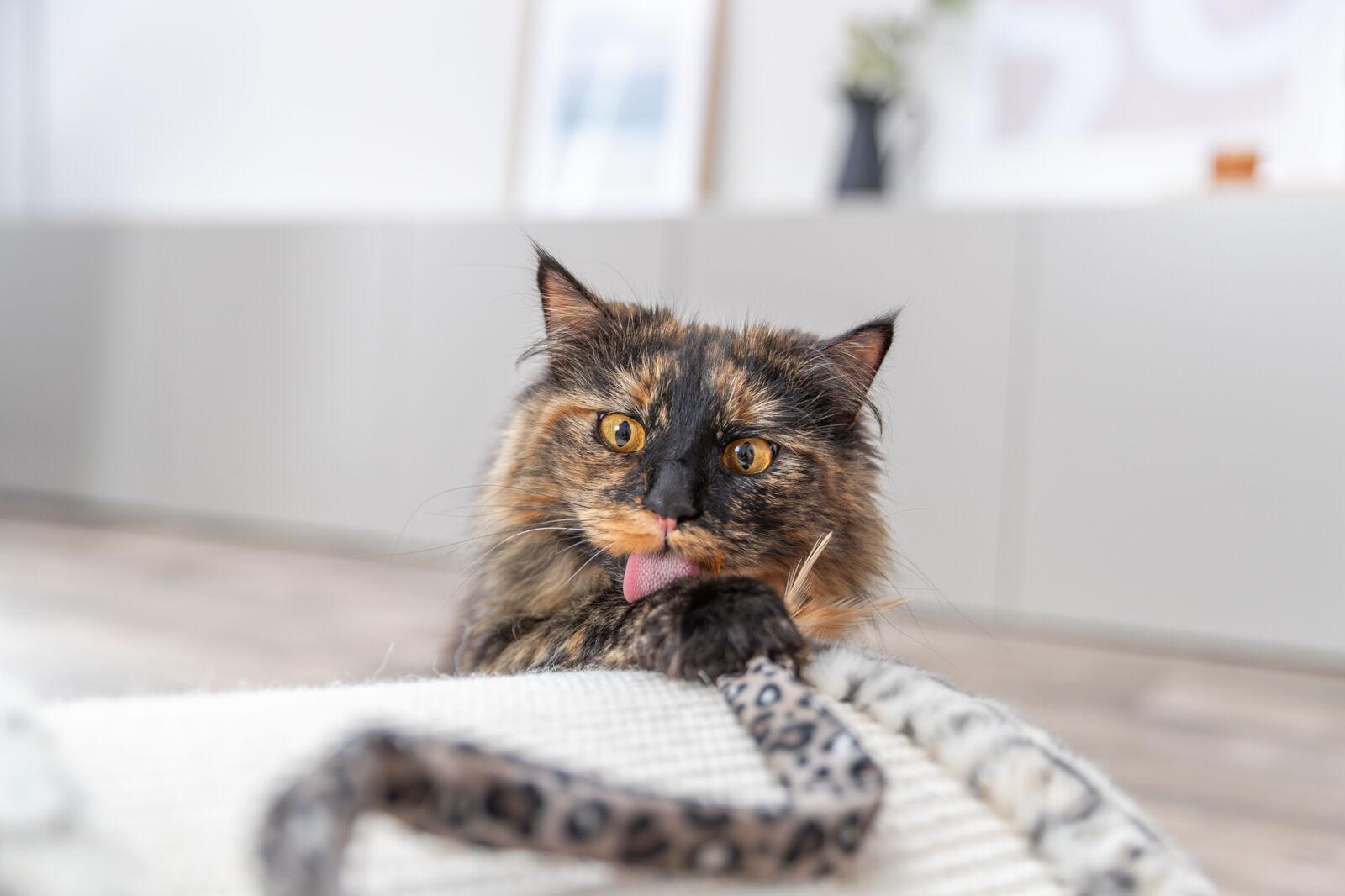 Іграшка для котів Trixie Вудочка-дражнилка 51 см - фото 3 Іграшка для котів Trixie Вудочка-дражнилка 51 см - фото 3