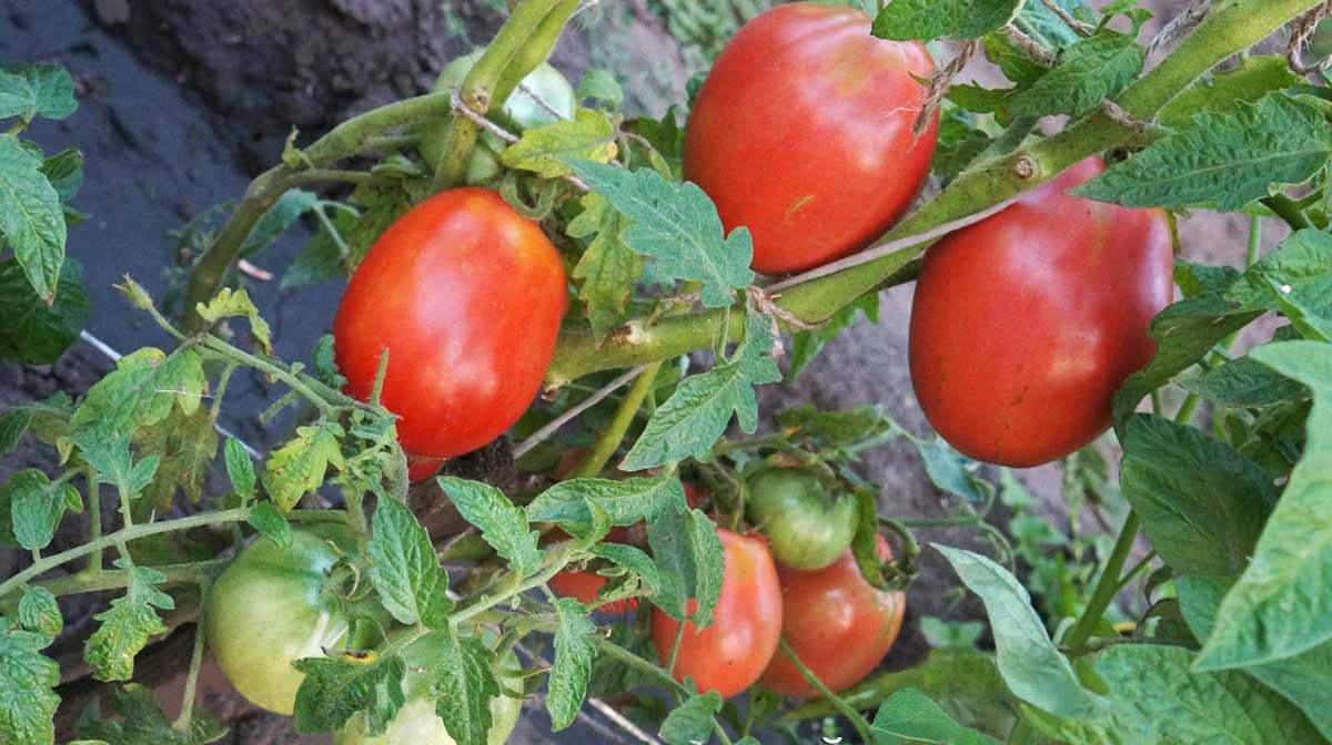 Семена томата Перцевидный крепыш 5 шт./5 пак (38288756) Семена томата Перцевидный крепыш 5 шт./5 пак (38288756)