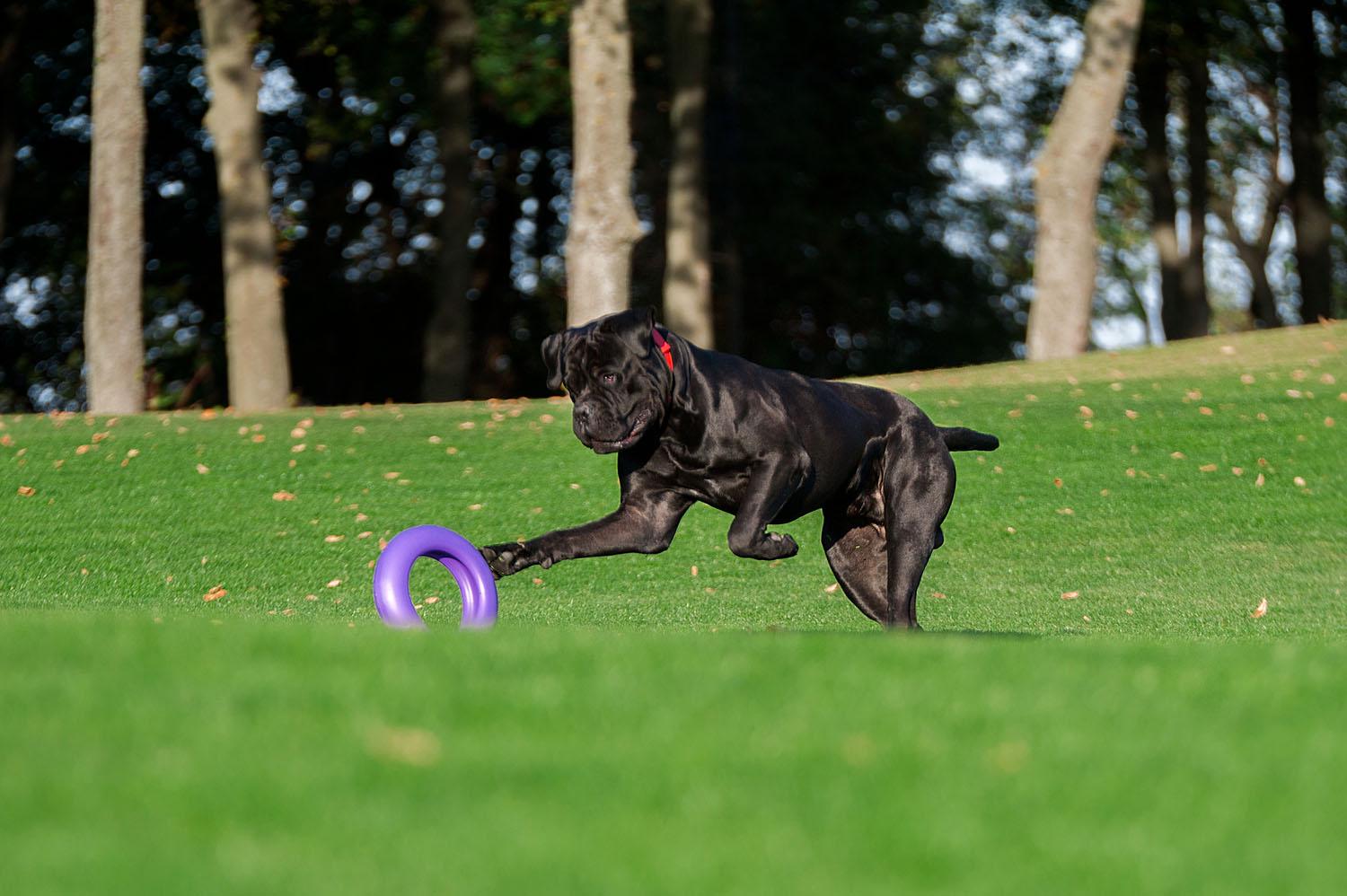 Тренировочный снаряд для собак Puller Maxi 30 см (6492) - фото 11