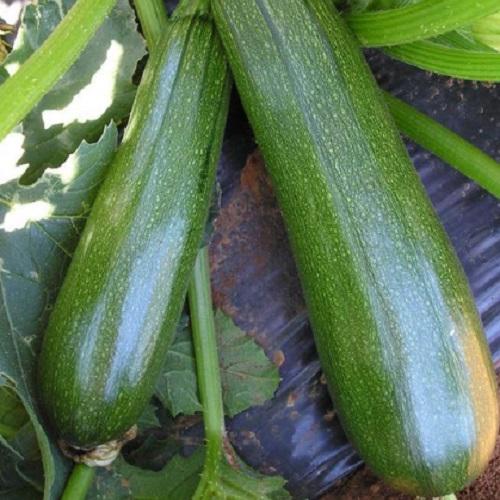 Насіння Кабачок Династія F1 ТД Гекса-Україна 01-05-024 500 шт. (IR01221)