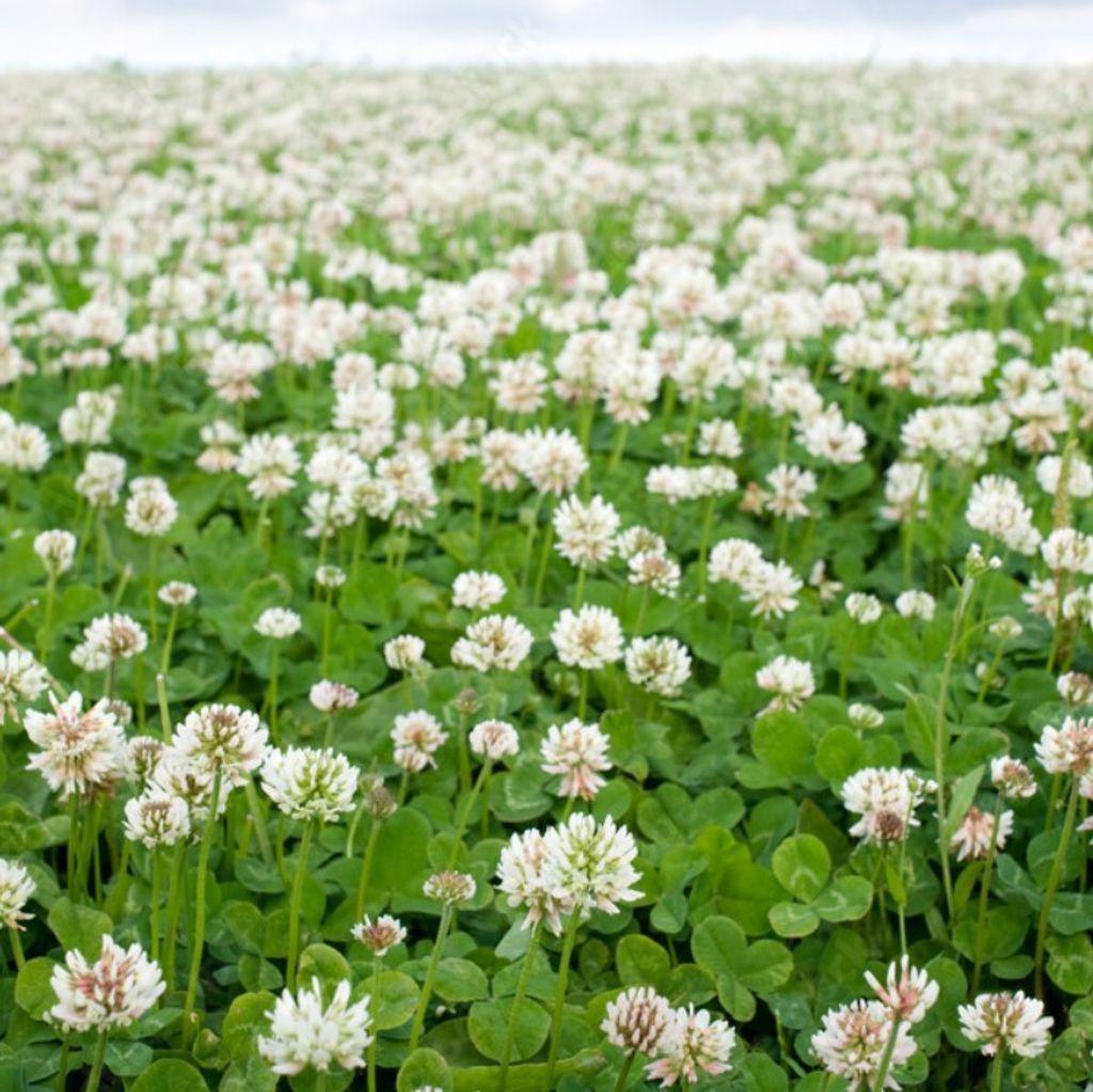 Семена белого клевера GrassNature Ривендел для газона сидерата и медоноса 2 кг (3222111515)
