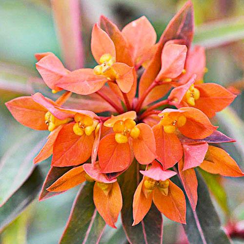 Эуфорбия Florium Fireglow (8082)