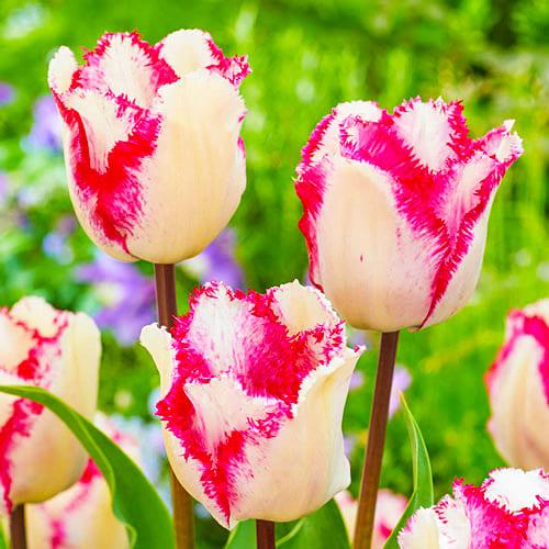 Тюльпан Raspberry Ripple Florium