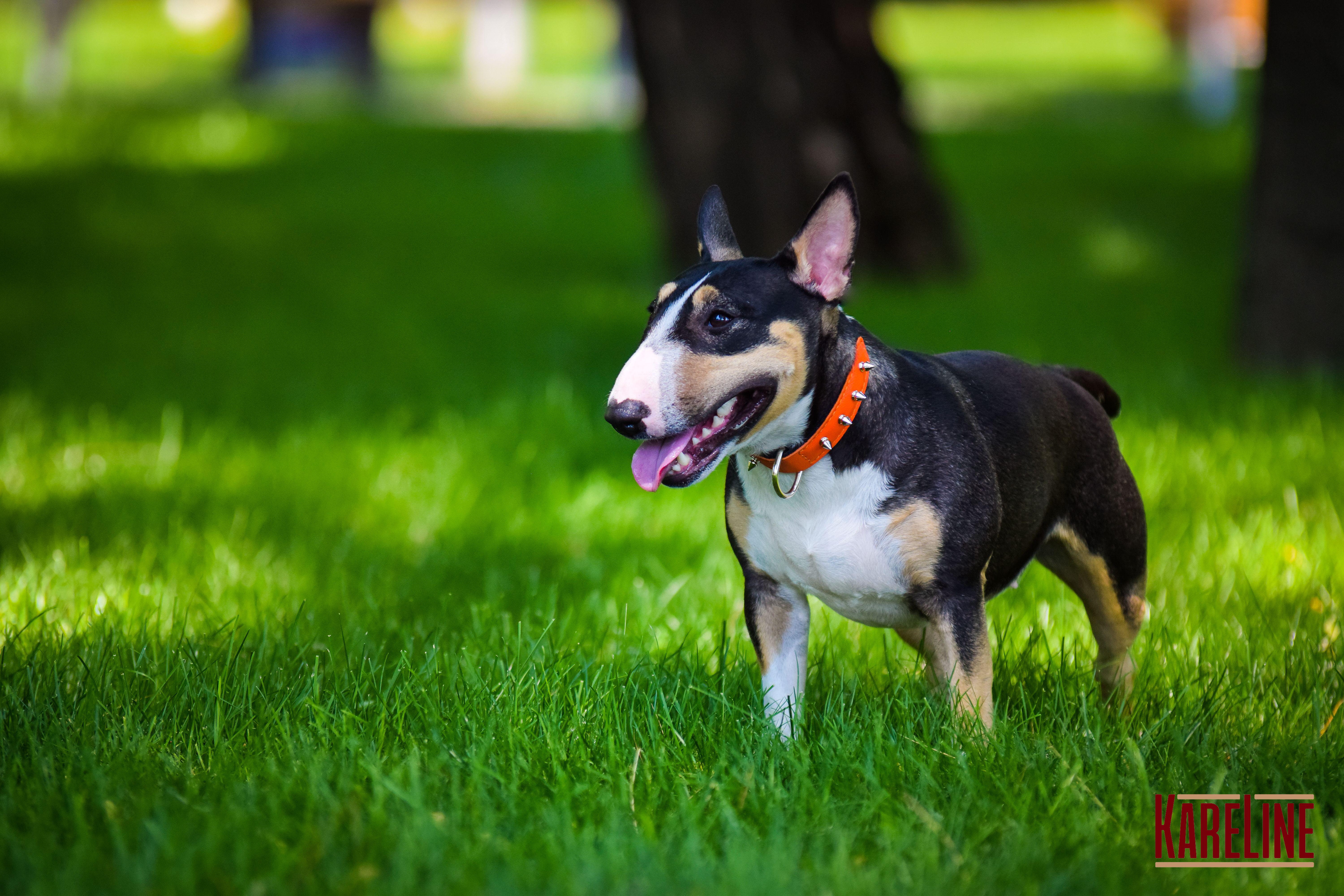 Ошейник KareLine и натуральной кожи с заклепками 25 мм 370-440 мм (6603/11) - фото 7