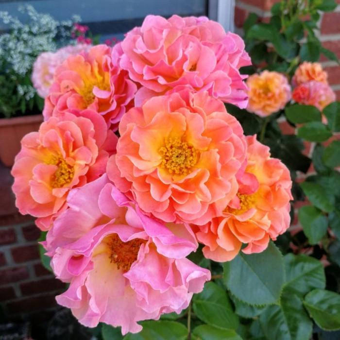 Роза Velet Arabia Шраб в контейнере (2669431284)